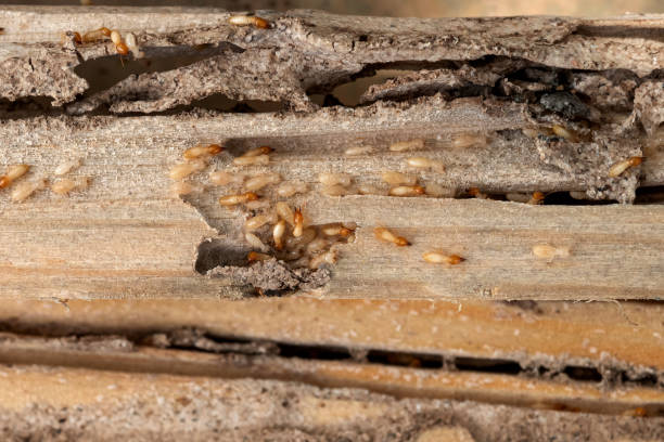 Best Flea Control Services  in Grapevine, TX